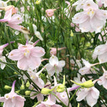 Load image into Gallery viewer, Delphinium, Chinese, &#39;Pink Butterfly&#39;

