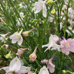 Load image into Gallery viewer, Delphinium, Chinese, &#39;Pink Butterfly&#39;
