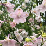 Load image into Gallery viewer, Delphinium, Chinese, &#39;Pink Butterfly&#39;
