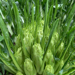Load image into Gallery viewer, Chicory (Puntarelle di Galatina), &#39;Medusa&#39;
