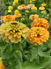 Load image into Gallery viewer, Zinnia, &#39;Queen Lemon Peach&#39;
