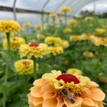 Load image into Gallery viewer, Zinnia, &#39;Queen Lemon Peach&#39;
