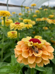 Load image into Gallery viewer, Zinnia, &#39;Queen Lemon Peach&#39;
