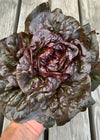 Lettuce, 'Queen of Hearts'