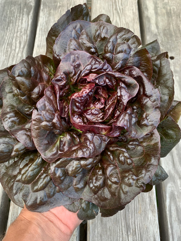 Lettuce, 'Queen of Hearts'