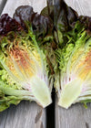 Lettuce, 'Queen of Hearts'