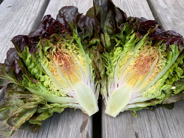 Lettuce, 'Queen of Hearts'