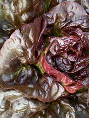 Load image into Gallery viewer, Lettuce, &#39;Queen of Hearts&#39;
