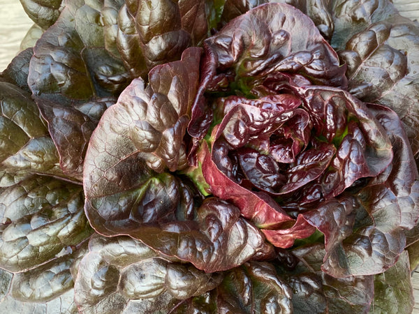 Lettuce, 'Queen of Hearts'