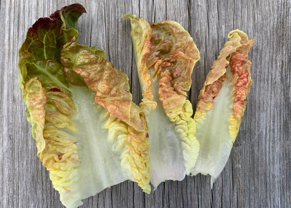 Lettuce, 'Queen of Hearts'