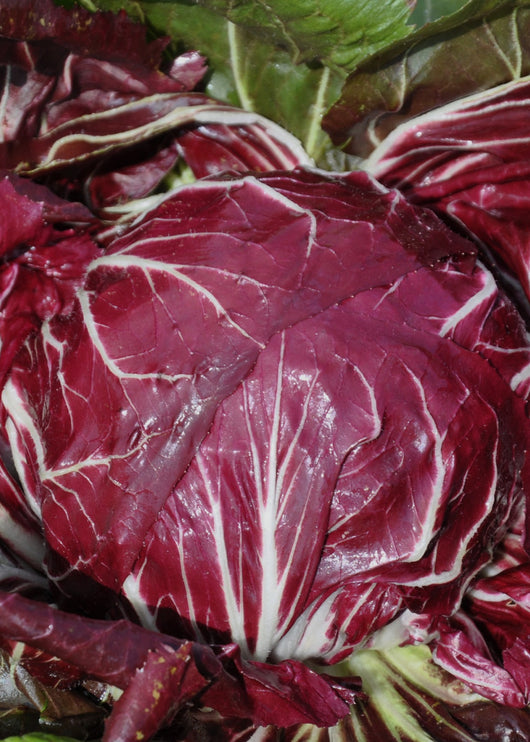 Radicchio (Rosso di Chioggia), 'Vesuvio'