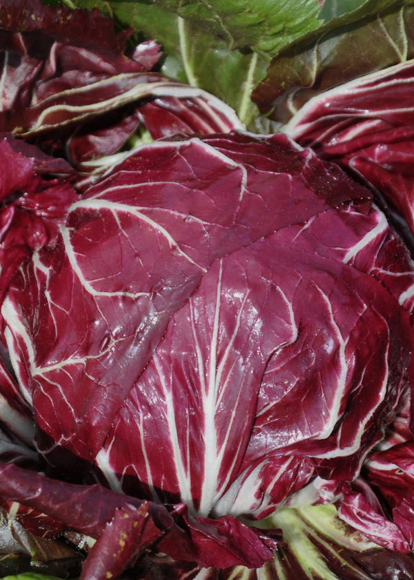 Radicchio (Rosso di Chioggia), 'Vesuvio'