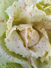 Radicchio (Variegato di Castelfranco), 'Beatrice'