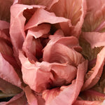 Load image into Gallery viewer, Radicchio (Rosa del Veneto), &#39;Rosato&#39;
