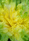 Escarole, 'Matilde'