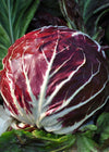 Radicchio (Rosso di Chioggia), 'Santa Helena'