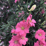 Load image into Gallery viewer, Larkspur, &#39;Salmon Beauty&#39;

