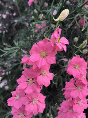 Load image into Gallery viewer, Larkspur, &#39;Salmon Beauty&#39;
