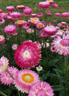 Strawflower, 'Silvery Rose'