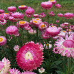 Load image into Gallery viewer, Strawflower, &#39;Silvery Rose&#39;
