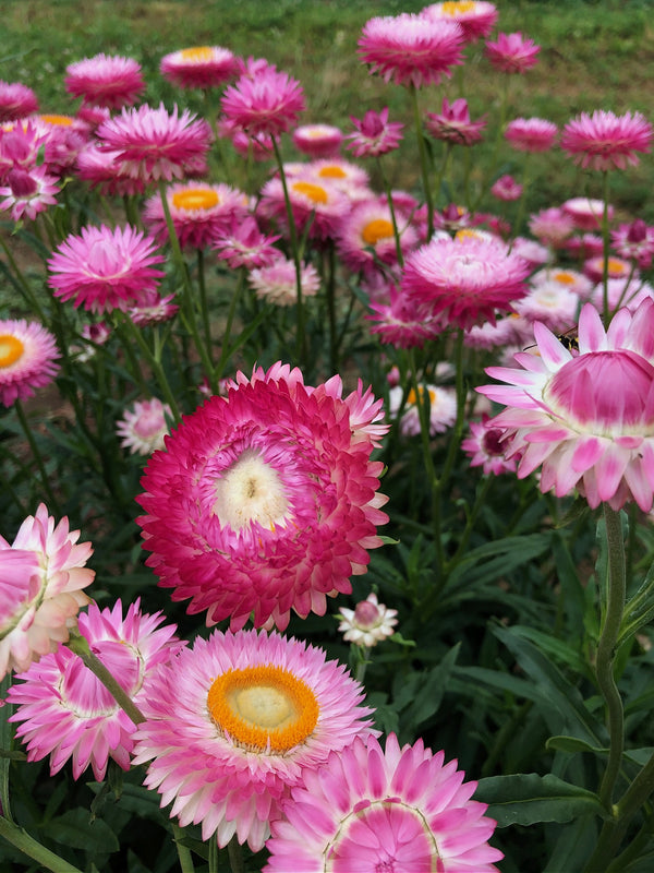 Strawflower, 'Silvery Rose'