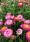 Strawflower, 'Silvery Rose'