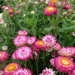Load image into Gallery viewer, Strawflower, &#39;Silvery Rose&#39;

