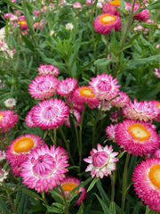 Load image into Gallery viewer, Strawflower, &#39;Silvery Rose&#39;
