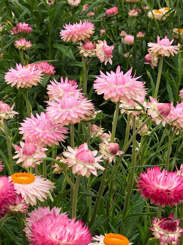 Strawflower, 'Silvery Rose'