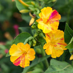 Load image into Gallery viewer, Four O&#39;Clocks, &#39;Strega&#39;
