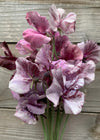 Sweet Pea, 'Suzy Z'