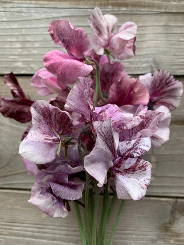 Sweet Pea, 'Suzy Z'