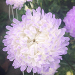 Load image into Gallery viewer, Aster, China, &#39;Tower Silver&#39;
