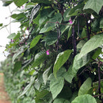 Load image into Gallery viewer, Bean, Pole Snap, &#39;Trionfo Violetto&#39;
