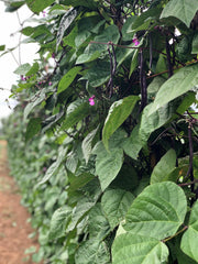 Load image into Gallery viewer, Bean, Pole Snap, &#39;Trionfo Violetto&#39;
