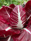 Radicchio (Rosso di Verona), 'Romeo'