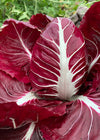 Radicchio (Rosso di Verona), 'Romeo'