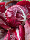 Radicchio (Rosso di Verona), 'Pasqualino'