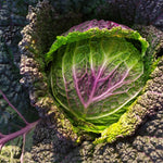 Load image into Gallery viewer, Cabbage, &#39;Verza Moretta di Veronella&#39;
