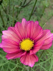 Load image into Gallery viewer, Cosmos, &#39;Xsenia&#39;
