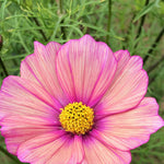 Load image into Gallery viewer, Cosmos, &#39;Xsenia&#39;
