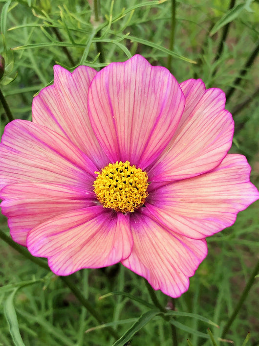 Cosmos, 'Xsenia'