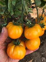 Load image into Gallery viewer, Tomato, &#39;Afghan&#39;
