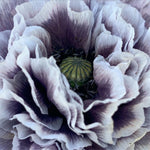 Load image into Gallery viewer, Poppy, Shirley, &#39;Amazing Grey&#39;
