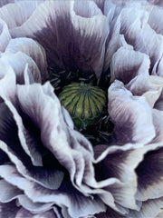 Load image into Gallery viewer, Poppy, Shirley, &#39;Amazing Grey&#39;
