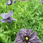Load image into Gallery viewer, Poppy, Shirley, &#39;Amazing Grey&#39;
