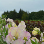 Load image into Gallery viewer, Sweet Pea, &#39;April in Paris&#39;
