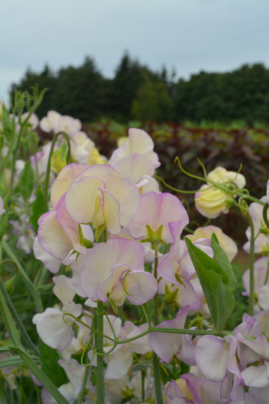 Sweet Pea, 'April in Paris'
