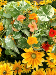 Load image into Gallery viewer, Nasturtium, &#39;Alaska&#39;
