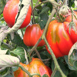 Load image into Gallery viewer, Tomato, &#39;Cuor di Bue Albenga&#39;
